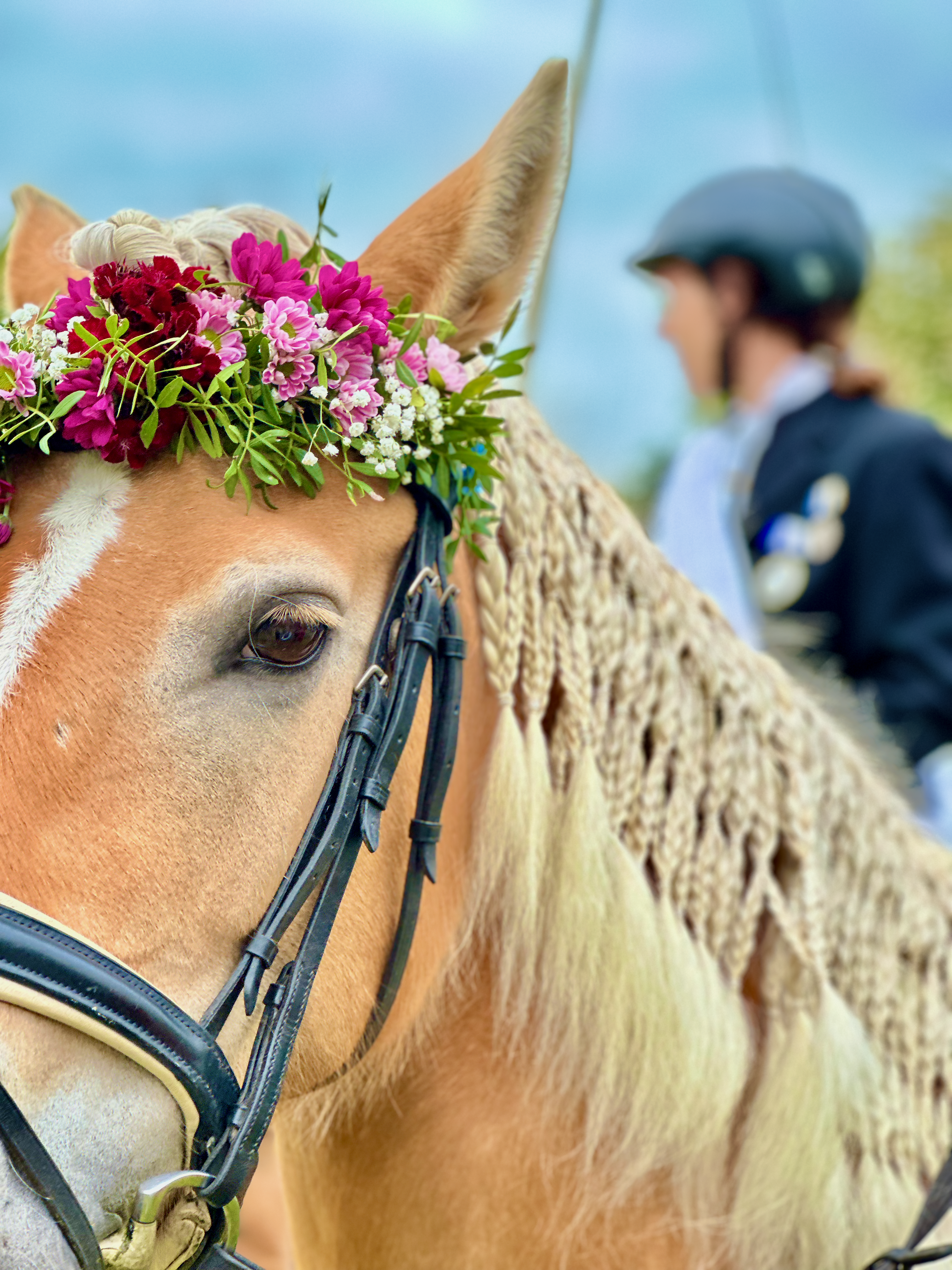 Ringreiten in Morsum auf Sylt Pferd mit Blumenschmuck