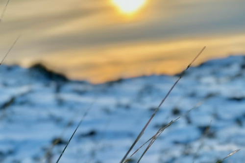 Dünengräser im Schnee auf Sylt bei winterlichem Sonnenuntergang