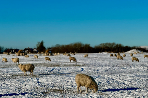 Schafe auf verschneiter Weide auf Sylt im Winter bei blauem Himmel